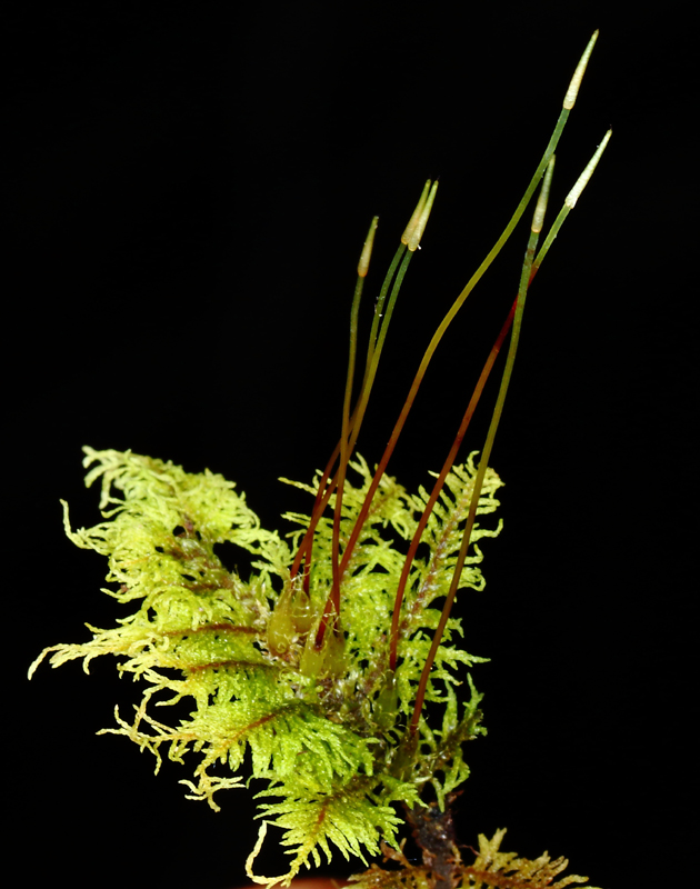 Thuidium delicatulum